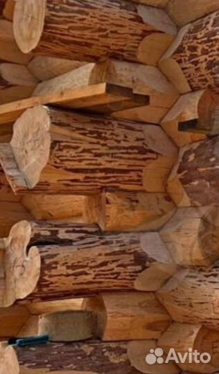 Сруб кедровой бани, канадская, дикая рубка