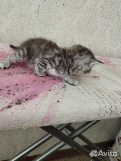 Кошка в дар бесплатно
