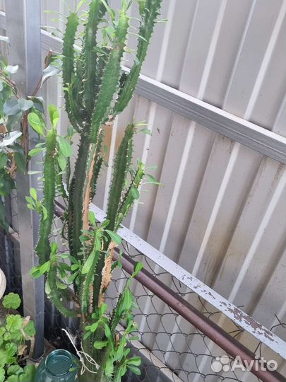 Молочай кактус высота 140 см