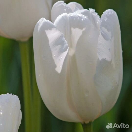 Тюльпаны сортовые