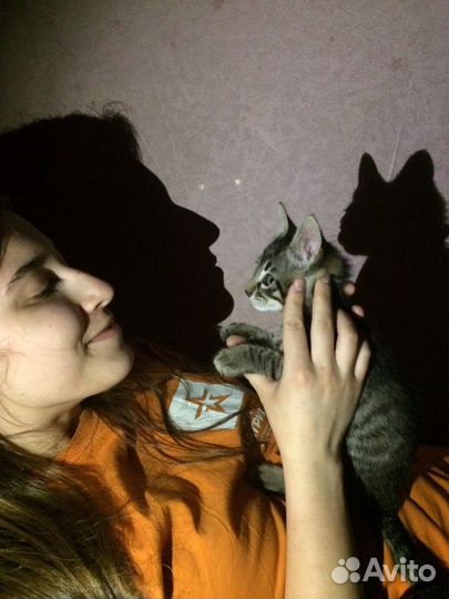 Передержка котов и кошек, пока вы в отпуске