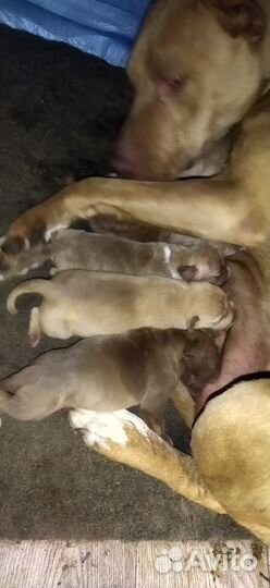 Продаётся чистокровый питбуль 20000