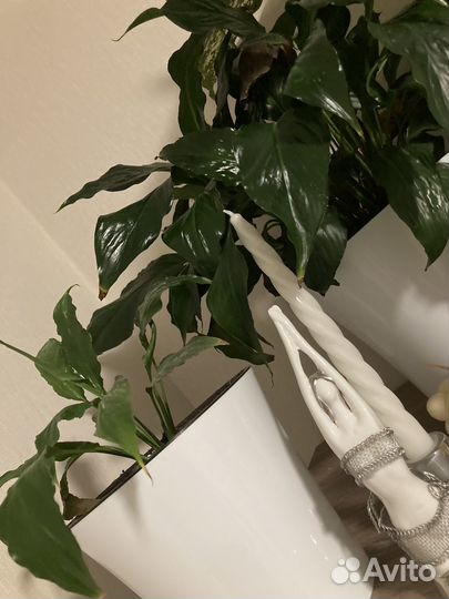 Спатифиллум