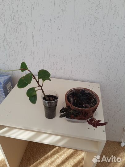 Комнатные цветы