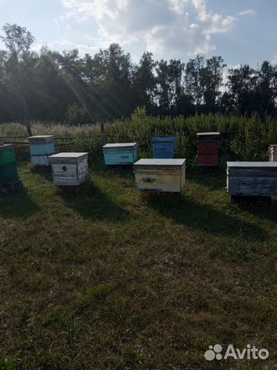 Улей для пчел бу