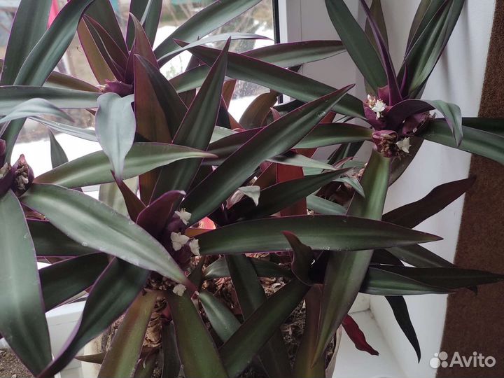 Комнатные цветы цветущие