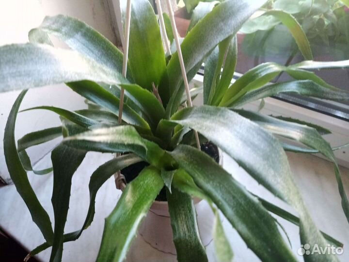 Экзотический цветок бильбергия