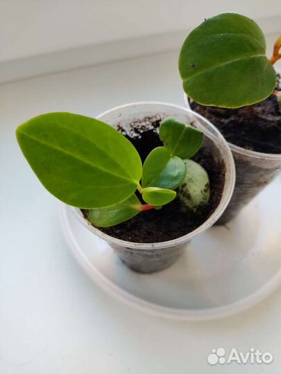Пеперомия круглолистная