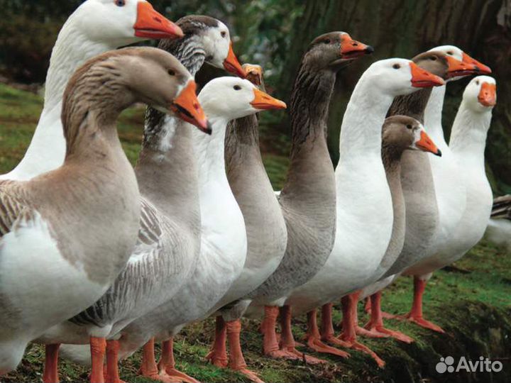 Гуси, куры молодки и тд