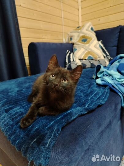 Черный котенок в добрые руки