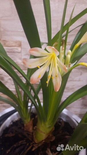 Кливия огромное растение, в горшке 3 растения+горш