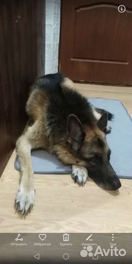 Многоразовая пеленка для собак