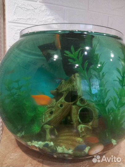 Аквариум