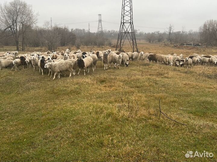 Овцы бараны ягнята