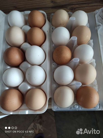 Домашние куриные яйца