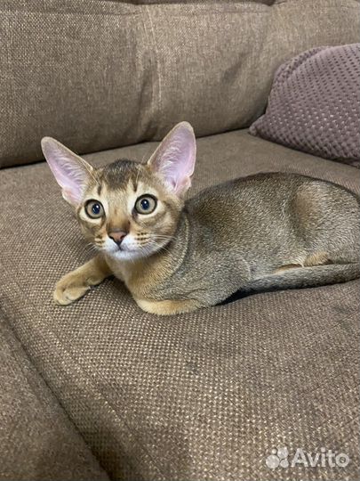 Абиссинские котята
