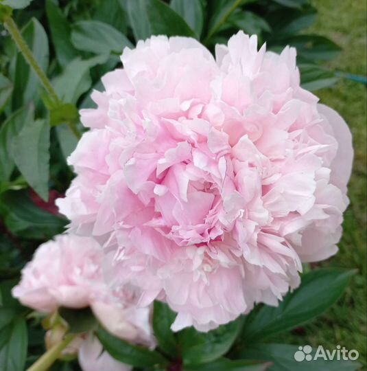 Пионы срез, наличие