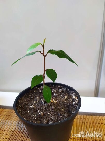 Лавровый лист