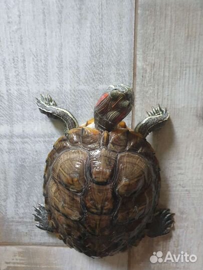 Красноухая черепаха