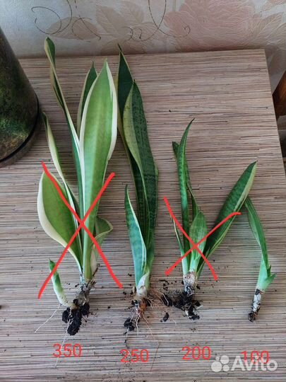 Сансевиерия Лауренти, комнатные растения