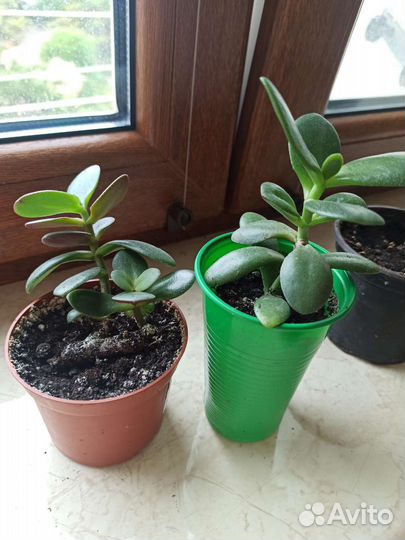 Денежное дерево или крассула