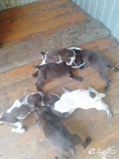 Щенки курцхаара