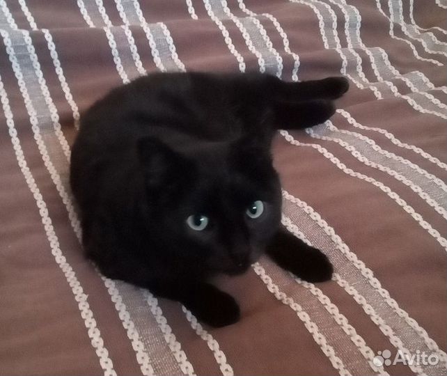 Чёрная кошка в самые добрые руки