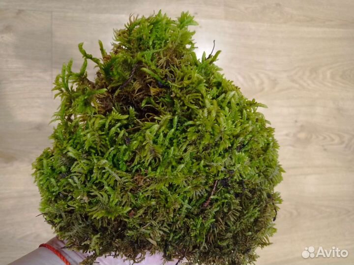 Мох живой