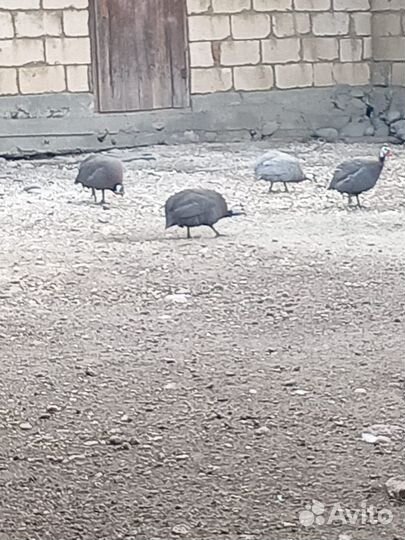 Утки, цицарки