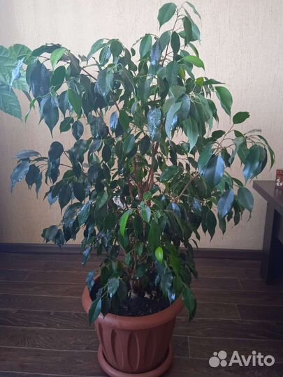 Фикус бенджамина большой
