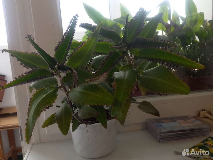 Каланхоэ лечебное