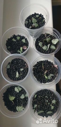 Церопегия вуда срез