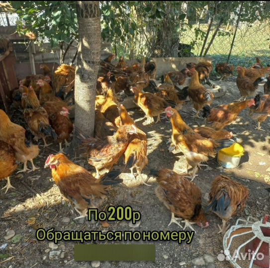 3 месечные петушки