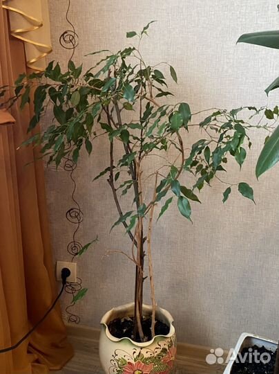 Фикус бенджамина