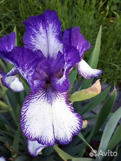 Бородатые ирисы