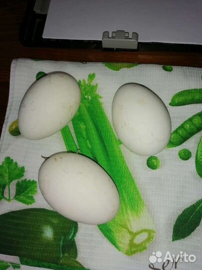 Яйцо гусиное инкубационные линда