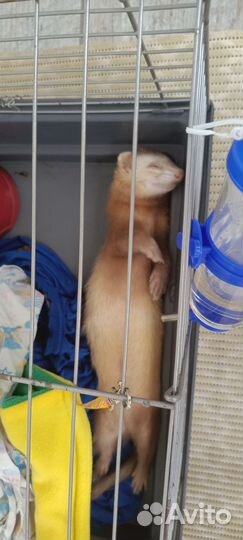 Хорек с клеткой