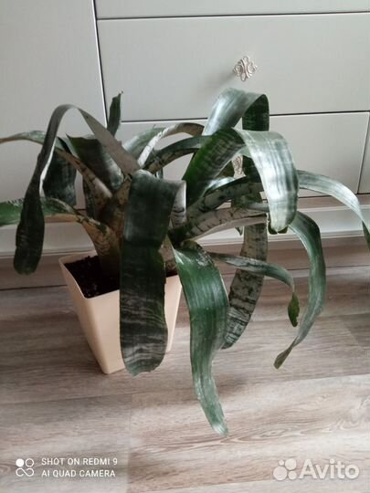 Экзотическая Эхмея