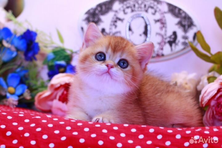 Золотые шиншиллы с документами