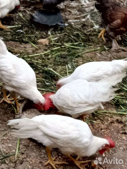 Петушки леггорн