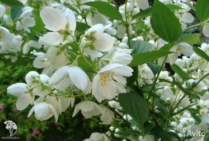 Земляничный чубушник