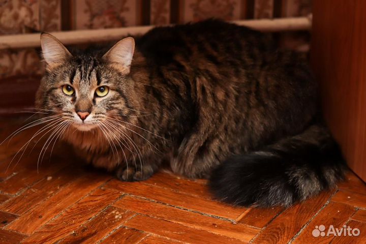 Кошки в добрые руки