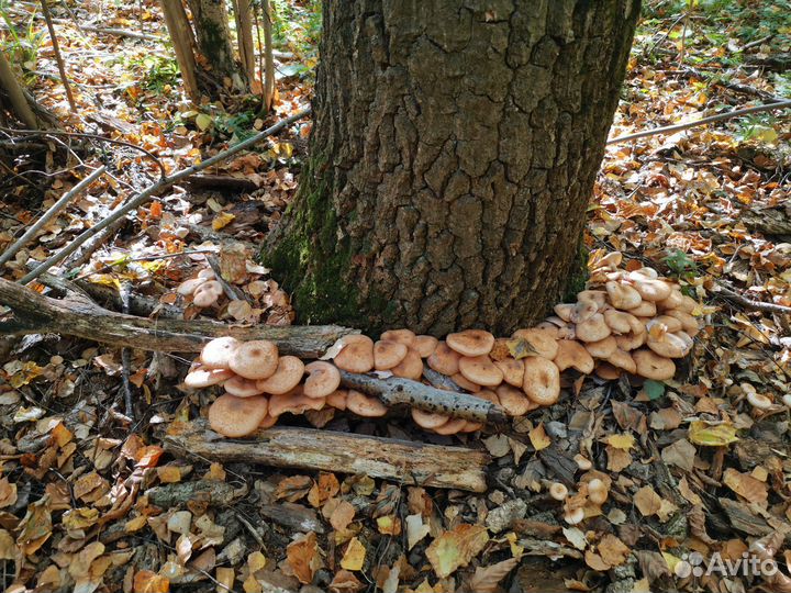 Грибы опята свежие