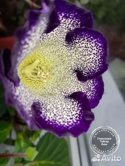 Глоксиния, тидея