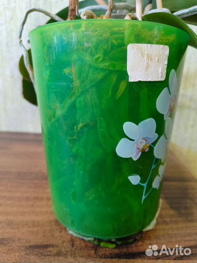 Орхидея фаленопсис