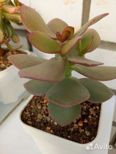 Толстянка денежное дерево