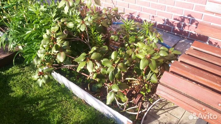 Рододендрон