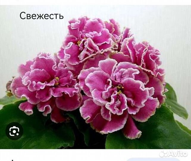 Фиалки сортовые