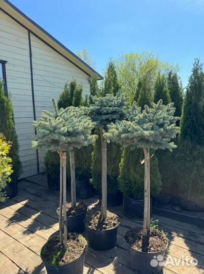 Ель голубая на штамбе