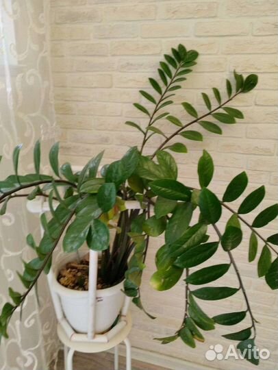 Замиокулькас